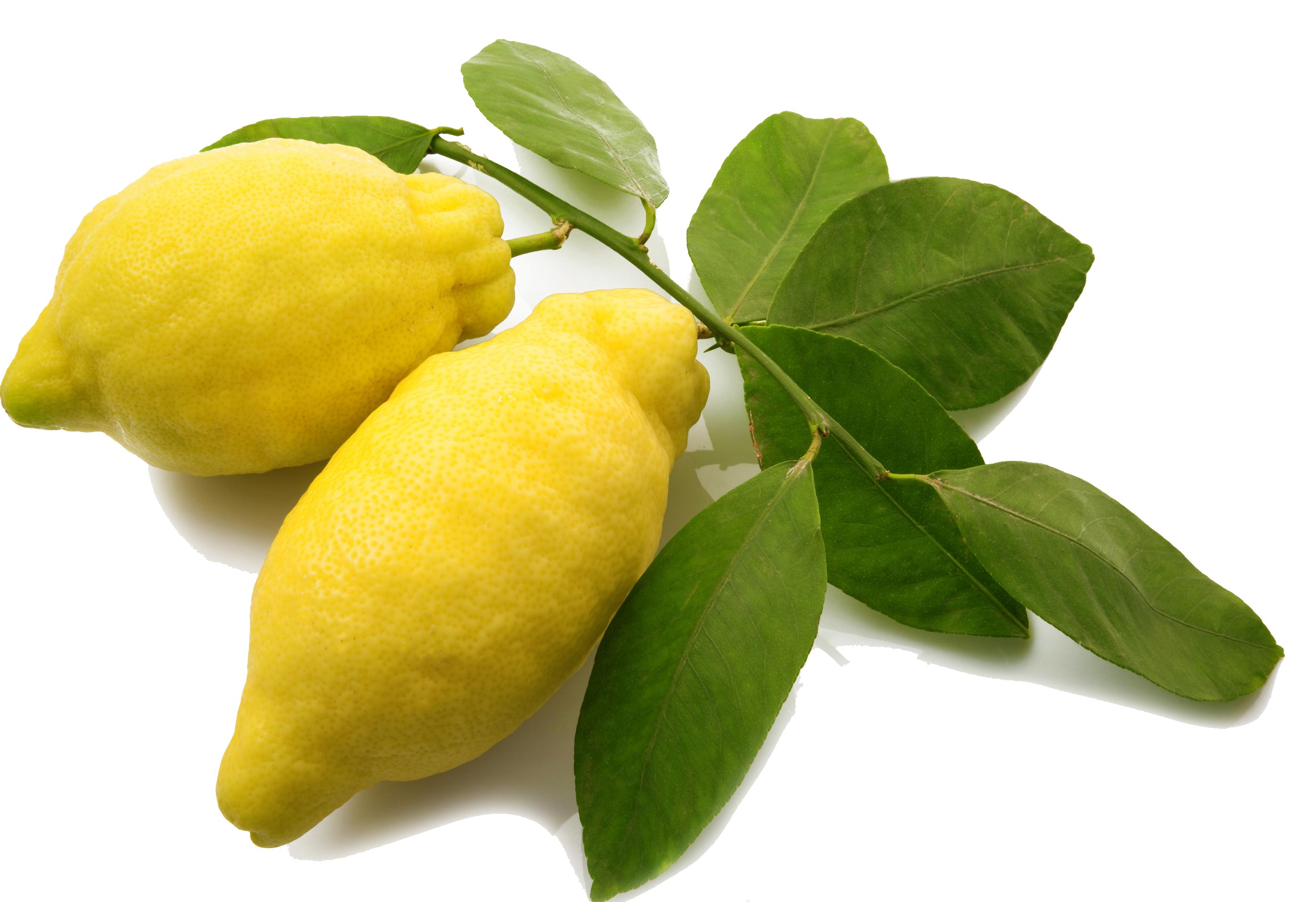 معرفی و راهنمای پرورش درختان میوه - بالنگ